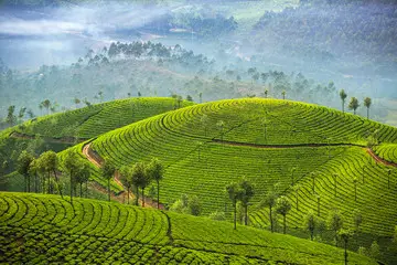 Munnar-Thekkady - Short Family Tour Tour by Smart Family Vacations